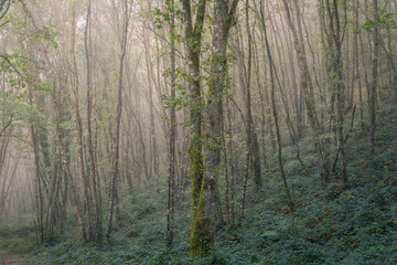 Thick forest of slender young oaks among the fog
