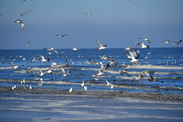Fototapeta premium Möwenschwarm Nordsee