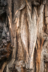 interesting texture of tree bark in spring