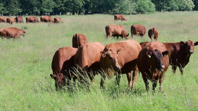 Eine Herde brauner Rinder grasen auf der Weide