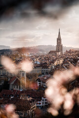 Obraz premium oldtown of Bern during cherry blossom with Berner Münster