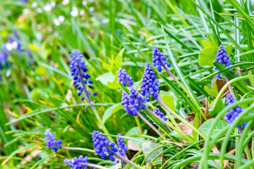 Early Spring Flowers, Grape Hyacinth and Wildfowers in a Garden Border