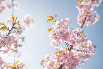 Cherry Blossoms on a sunny day at the park in Spring