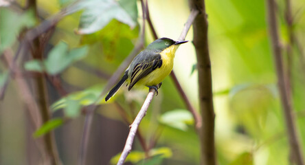 bird