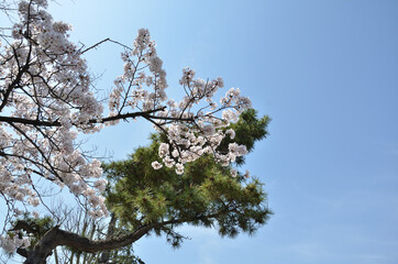 ソメイヨシノと青空