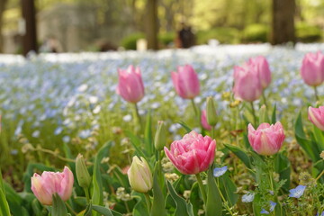 Nemophila blue flowers and pink tulip flowers are blooming at HIbiya park in April spring season.
