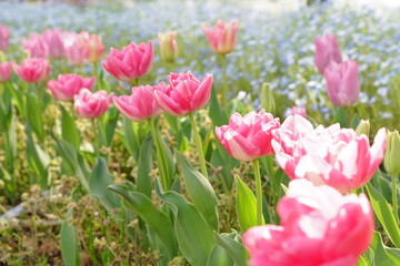 Nemophila blue flowers and pink tulip flowers are blooming at HIbiya park in April spring season.