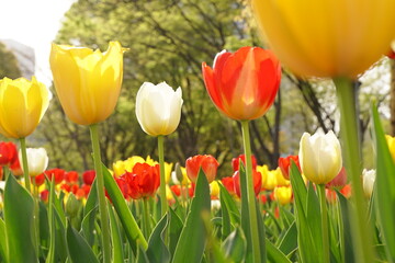 Red, yelow and white tulip flowers are blooming at HIbiya park in April spring season.