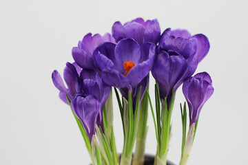 Crocus spring flower purple color