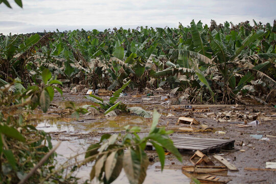 A banana plantation is seen destroyed after been submerged in water during a big flood due to heavy rains in Eldorado city, Ribeira valley, south of Sao Paulo state, Brazil.