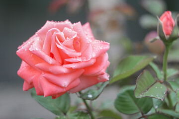Pink rose flower on a background of green leaves and pink rose flowers