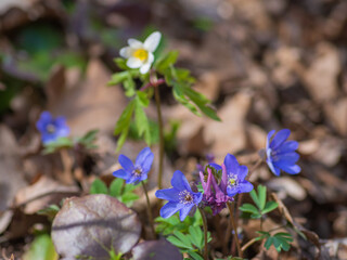 Bunch of  blue anemone hepatica flowers growing in the forest on sunny spring day. White wood anemone (Anemonoides nemorosa) flower in background