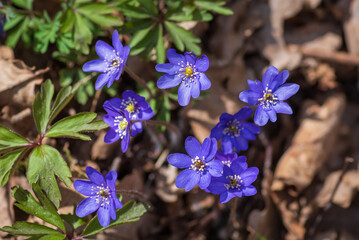 Top view to the bunch of blue anemone hepatica flowers growing in the forest on sunny spring day - obrazy, fototapety, plakaty