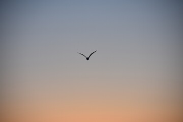 bird in flight