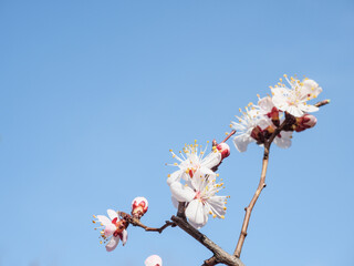 Branch of a blossoming tree on a blue background. Copy space.