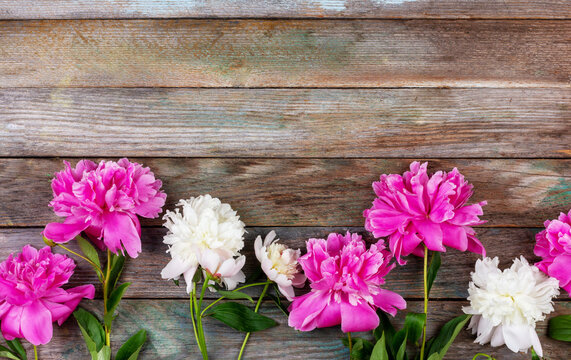 bunch of pink and white peony flowers close-up on wooden retro background with copy space