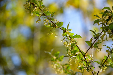 Small flowers of silverberry, Oleaster