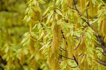 Flowers and young leaves of sawtooth oak (Acorn tree)