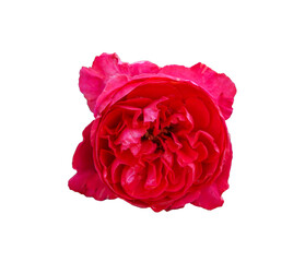 The roses are on a white background that can be used to make cards or compose images.