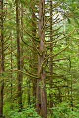 A funny tree covered with green moss at Golden Ears park, Vancouver, Canada.