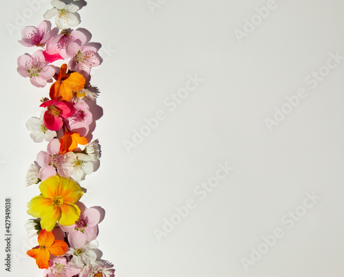 Creative layout made of various spring flowers on bright background. Natural minimal Mother's day concept.