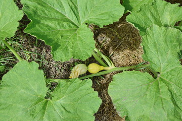 Yellow Zucchini Plant Cultivated on Bio Garden
