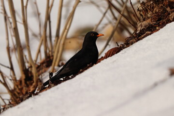 Turdus merula. A black bird with an orange beak sitting on the ground in the snow.