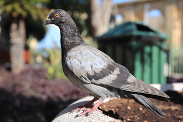 Pigeon in an urban setting. Feathers with many shades of gray.