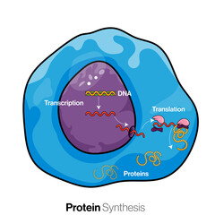 Illustration of mechanism of protein synthesis or translation  in eukaryotic cells. - obrazy, fototapety, plakaty