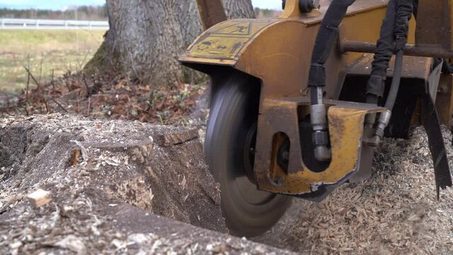 Closeup view of a tree stump grinding with a yellow stump grinder. When milling, stump chips fly through the air and the cutting disc grinds the stump