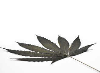 Dried marijuana leaf on a white background stock images. Dried hemp leaf isolated on a white background with copy space for text photo. Dry cannabis leaf images