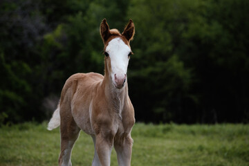 Fototapeta na wymiar Young bald face foal during spring on overcast day at horse farm.