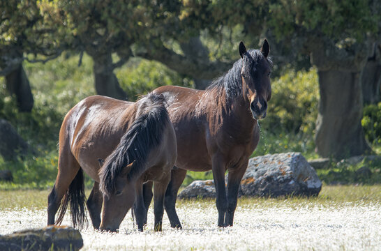 Il cavallino della Giara (acheta, akk&egrave;tta, cuaddeddu in lingua sarda) &egrave; una razza endemica della Sardegna, confinata nell'altopiano della Giara di Gesturi