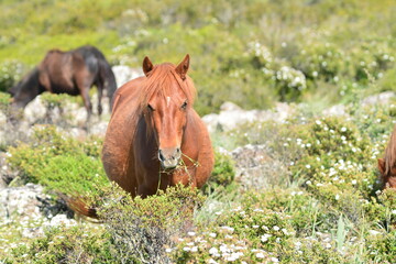 Il cavallino della Giara (acheta, akkètta, cuaddeddu in lingua sarda) è una razza endemica della...