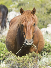 Il cavallino della Giara (acheta, akkètta, cuaddeddu in lingua sarda) è una razza endemica della...