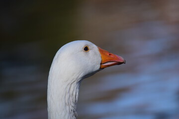 Close up of a white goose head with an orange beak against water in the background