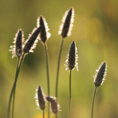 Soft glowing stamen at sunset