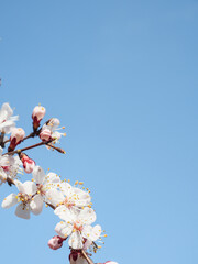 Branch of a blossoming tree on a blue background. Copy space.