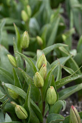 Close up of green tulips buds in a tulip field at the beginning of spring. Fresh young tulips. Focus on the tulip buds in the front, blurred background. Vertical image