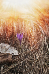 Saffron flower on the meadow during spring season.