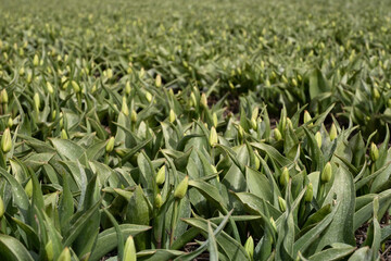 Close up of green tulips buds in a tulip field at the beginning of spring. Fresh young tulips. Focus on the tulip buds in the front, blurred background