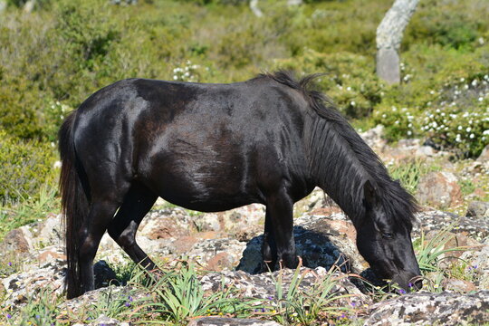 Il cavallino della Giara (acheta, akk&radic;&reg;tta, cuaddeddu in lingua sarda) &radic;&reg; una razza endemica della Sardegna, confinata nell'altopiano della Giara di Gesturi