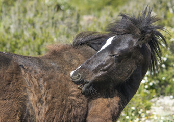 Il cavallino della Giara (acheta, akkètta, cuaddeddu in lingua sarda) è una razza endemica della Sardegna, confinata nell'altopiano della Giara di Gesturi