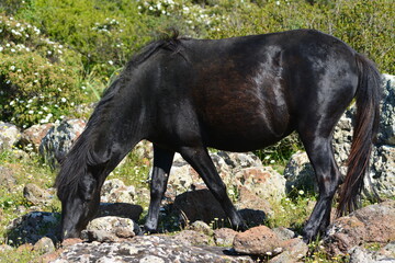 Il cavallino della Giara (acheta, akkètta, cuaddeddu in lingua sarda) è una razza endemica della Sardegna, confinata nell'altopiano della Giara di Gesturi