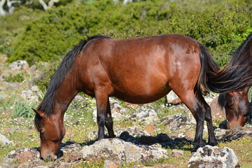 Il cavallino della Giara (acheta, akkètta, cuaddeddu in lingua sarda) è una razza endemica della Sardegna, confinata nell'altopiano della Giara di Gesturi
