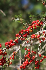 Wildlife, Nature and Flowers in the Outdoors