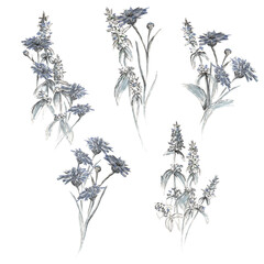 Fototapeta na wymiar Floral set of sage sprigs and cornflowers on a white background. Hand-drawn in mixed media, markers and liners. The illustration is suitable for holiday cards, textiles and design.