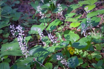Morning field background with wild flowers. Wild flowers in a meadow nature.