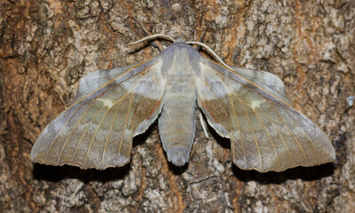 Laothoe populi, nocturnal butterfly on tree bark, animal concept