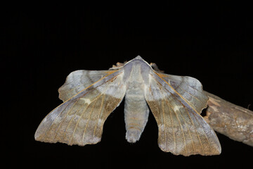 Laothoe populi (poplar hawk-moth), nocturnal butterfly on dark background, animal concept
